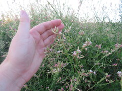 Oenothera gaura