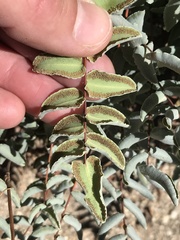 Pellaea bridgesii