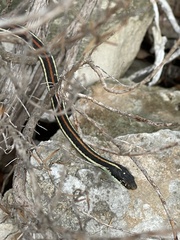 Thamnophis proximus rubrilineatus