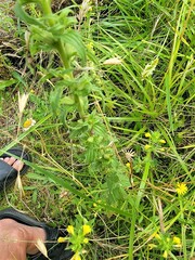 Bellardia viscosa