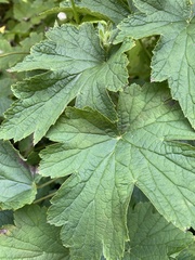 Eriocapitella hupehensis