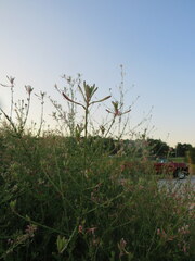 Oenothera gaura