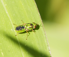 Hedriodiscus trivittatus
