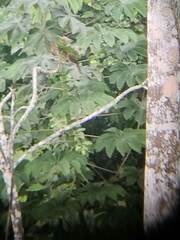 Ortalis erythroptera