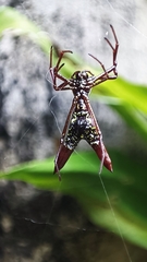 Micrathena sexspinosa
