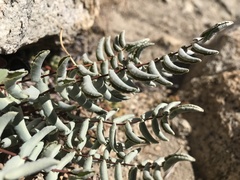 Pellaea bridgesii