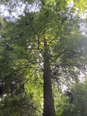 Taxodium distichum