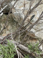 Thamnophis proximus rubrilineatus