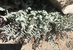 Pellaea bridgesii