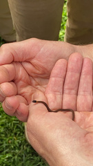 Storeria occipitomaculata