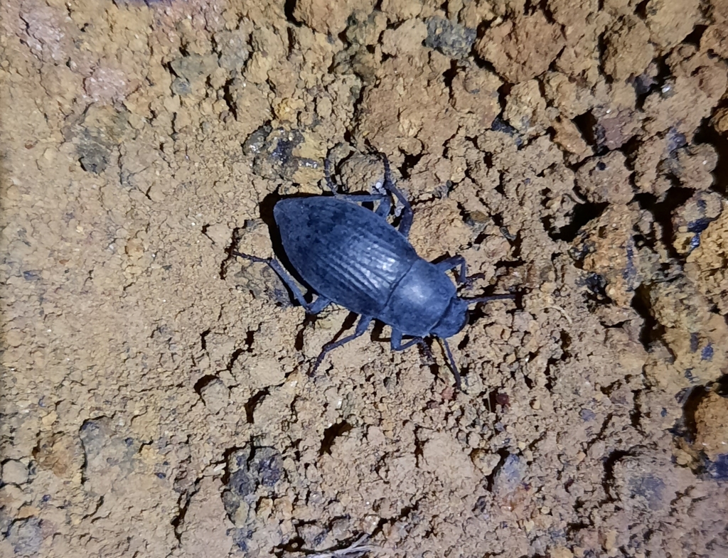 Hegeter tristis
