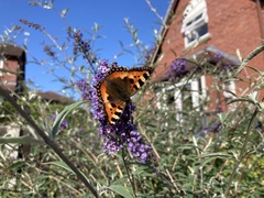 Aglais urticae