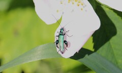 Oedemera nobilis