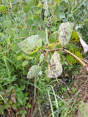 Phyllocnistis populiella