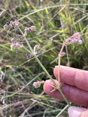 Mirabilis nyctaginea