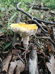 Russula claroflava