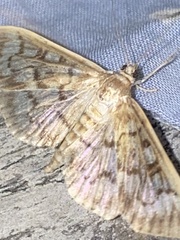 Herpetogramma