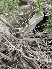 Thamnophis proximus rubrilineatus