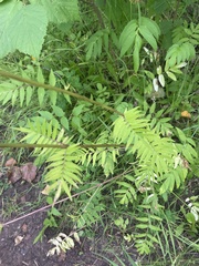 Sorbaria sorbifolia