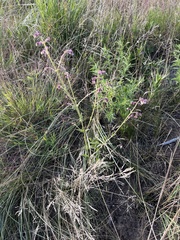 Mirabilis nyctaginea