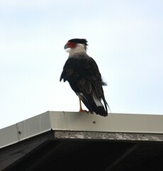 Caracara plancus