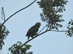 Amazona ochrocephala