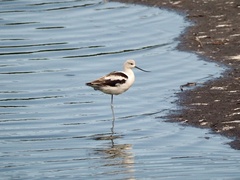 Recurvirostra americana