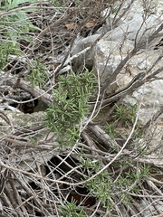 Thamnophis proximus rubrilineatus