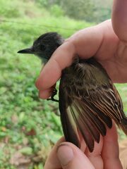 Myiarchus tuberculifer