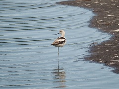 Recurvirostra americana