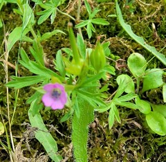 Geranium dissectum