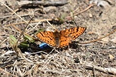 Melitaea