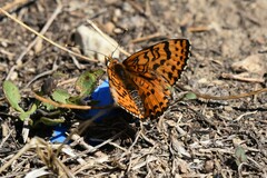 Melitaea
