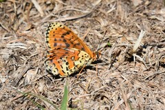Melitaea