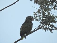 Amazona ochrocephala