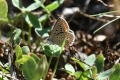 Polyommatus