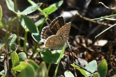 Polyommatus