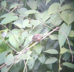 Thamnophilus atrinucha