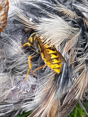 Vespula germanica