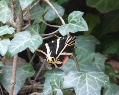 Euplagia quadripunctaria