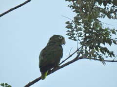 Amazona ochrocephala