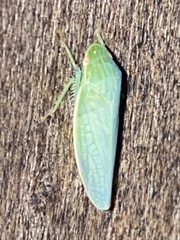 Gyponana