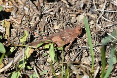 Oedipodinae