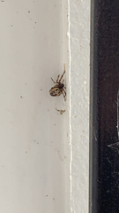 Larinioides cornutus