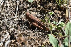 Oedipodinae
