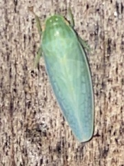 Gyponana