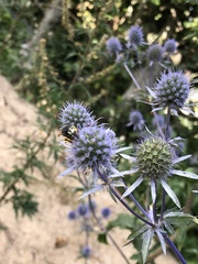 Philanthus triangulum