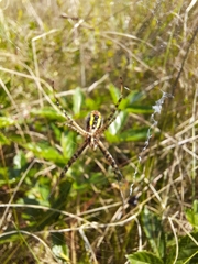 Argiope trifasciata