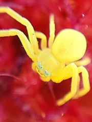 Misumena vatia