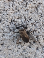 Melanogryllus desertus